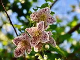 Attēlu rezultāti vaicājumam “Clematis”