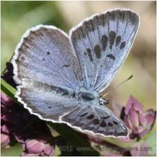 Attēlu rezultāti vaicājumam “Phengaris arion upperside”