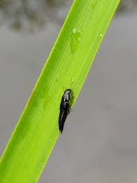 Attēlu rezultāti vaicājumam “Meloe sp. imago”