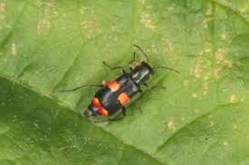 Attēlu rezultāti vaicājumam “Anthocomus fasciatus”