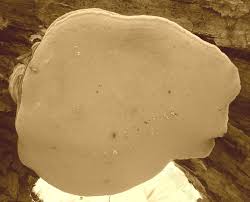 Attēlu rezultāti vaicājumam “Agathomyia wankowiczii”