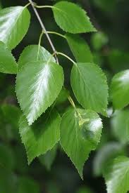 Attēlu rezultāti vaicājumam “Betula pubescens”