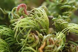 Attēlu rezultāti vaicājumam “Dicranella heteromalla”