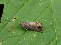 Attēlu rezultāti vaicājumam “Cydia pomonella”