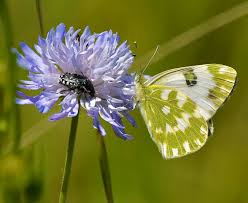 Attēlu rezultāti vaicājumam “Pontia edusa upperside”