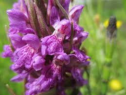 Attēlu rezultāti vaicājumam “Dactylorhiza ochroleuca flower”
