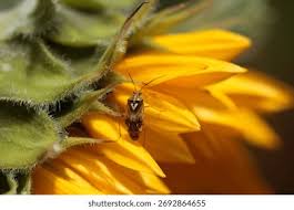 Attēlu rezultāti vaicājumam “Lygus pratensis imago”