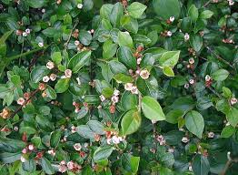 Attēlu rezultāti vaicājumam “Cotoneaster divaricatus”