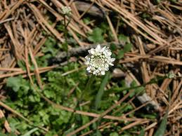 Attēlu rezultāti vaicājumam “Teesdalia nudicaulis”