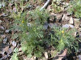 Attēlu rezultāti vaicājumam “Matricaria discoidea leaf”