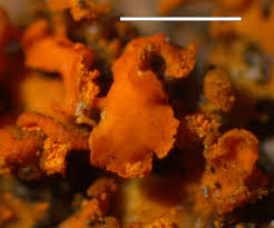 Attēlu rezultāti vaicājumam “Xanthoria fulva”