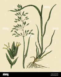 Attēlu rezultāti vaicājumam “Poa nemoralis”