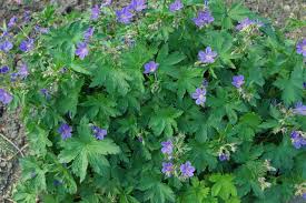 Attēlu rezultāti vaicājumam “Geranium sylvaticum”