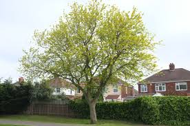 Attēlu rezultāti vaicājumam “Acer saccharinum”