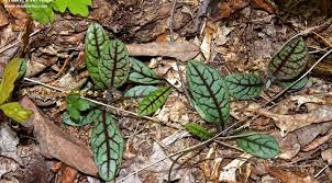 Attēlu rezultāti vaicājumam “Hieracium vulgatum leaf”