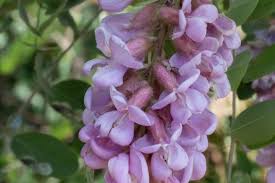 Attēlu rezultāti vaicājumam “Robinia neomexicana flower”