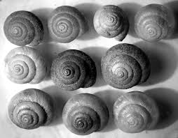 Image result for mountain top seashell