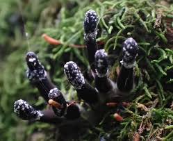 Attēlu rezultāti vaicājumam “Holwaya mucida”