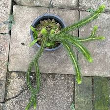 Attēlu rezultāti vaicājumam “Weissia squarrosa”