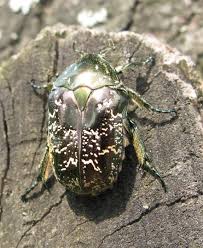 Attēlu rezultāti vaicājumam “Liocola lugubris”