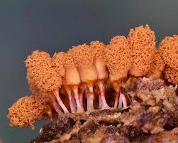 Attēlu rezultāti vaicājumam “Trichia botrytis var. cerifera stalked”