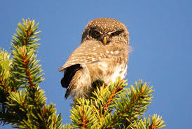 Attēlu rezultāti vaicājumam “Glaucidium passerinum”
