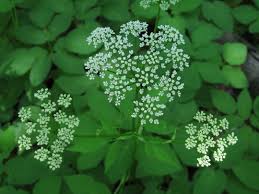 Attēlu rezultāti vaicājumam “Aegopodium podagraria flower”