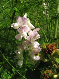 Attēlu rezultāti vaicājumam “Vicia sylvatica flower”