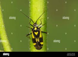 Attēlu rezultāti vaicājumam “Grypocoris sexguttatus”