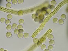 Attēlu rezultāti vaicājumam “Trichia alpina”