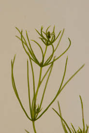 Attēlu rezultāti vaicājumam “Chara globularis”