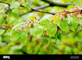 Attēlu rezultāti vaicājumam “Fagus sylvatica male flower”