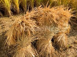 Image result for 붶