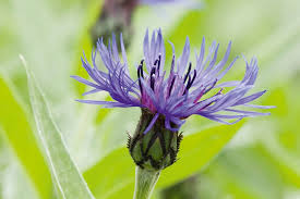 Attēlu rezultāti vaicājumam “Centaurea”