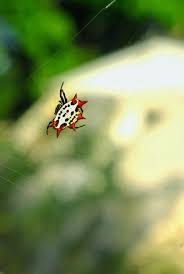Image result for crab spider