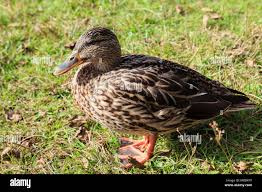 Attēlu rezultāti vaicājumam “Anas platyrhynchos female”
