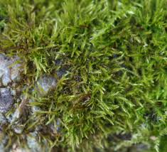 Attēlu rezultāti vaicājumam “Amblystegium serpens macro”