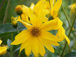 Attēlu rezultāti vaicājumam “Helianthus tuberosus flower”