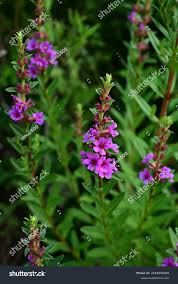 Attēlu rezultāti vaicājumam “Lythraceae”