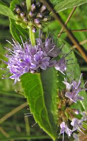 Attēlu rezultāti vaicājumam “Mentha arvensis flower”