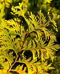 Attēlu rezultāti vaicājumam “Thuja occidentalis leaf”