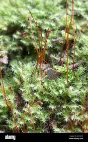 Attēlu rezultāti vaicājumam “Campylium protensum sporophyte”