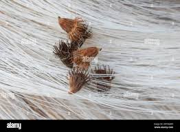 Attēlu rezultāti vaicājumam “Agrimonia eupatoria fruit”