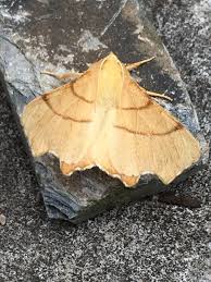 Attēlu rezultāti vaicājumam “Ennomos erosaria”