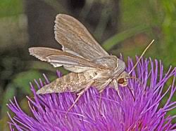 Attēlu rezultāti vaicājumam “Cucullia umbratica”