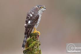 Attēlu rezultāti vaicājumam “Accipiter nisus female”