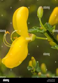 Attēlu rezultāti vaicājumam “Cytisus scoparius flower”