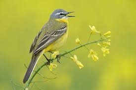 Attēlu rezultāti vaicājumam “Motacilla flava flava”