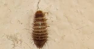 Attēlu rezultāti vaicājumam “Anthrenus sp.”