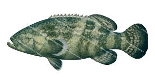 Image result for Epinephelus itajara
